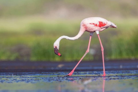 Lesser Flamingo (Phoeniconaias minor), Lake Natron, Tanzania