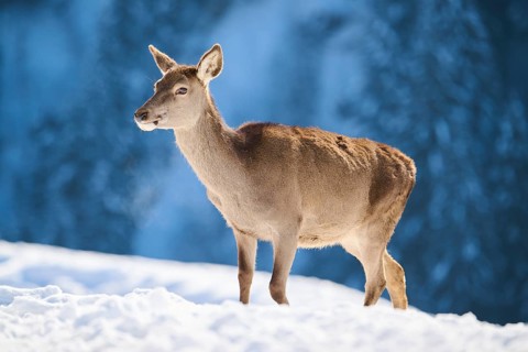 Red deer (Cervus elaphus) hind on a snowy meadow in the mountains in tirol, Kitzbühel, Wildpark