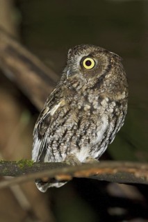 Western Screech Owl (Megascops kennicottii)