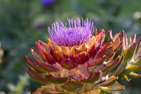 A flowering artichoke, Green Globe, (Cynara scolymus, flower, Deatil, Hesse, Hesse, Federal