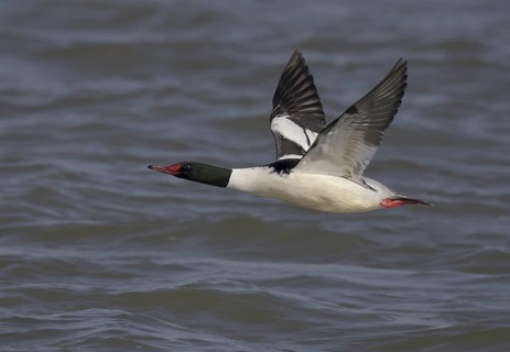 Common Merganser (Mergus merganser americanus) male flying, Ohio, USA
