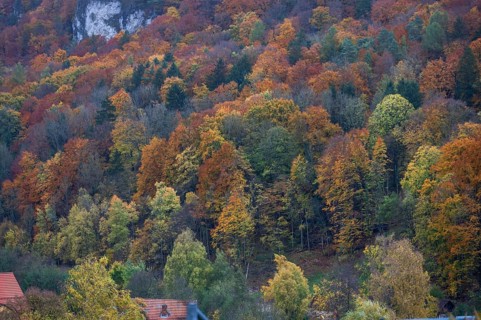 Mixed autumn forest, Franconian Switzerland, Egloffstein, Upper Franconia, Bavaria, Germany