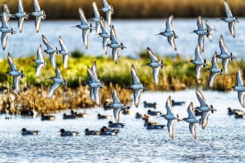 Black-tailed Godwits, Limosa limosa, birds in flight over marshes