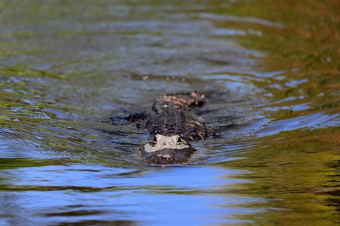 Mississippi Alligator (Alligator mississippiensis), pike alligator, adult, in water, swimming,