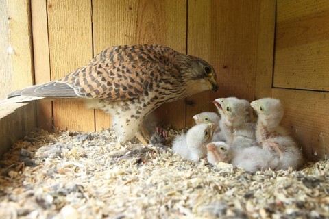 Common Kestrel (Falco tinnunculus) female feeds chicks, Lower Saxony, Germany