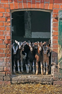 Goats (Capra aegagrus f. hircus) . Goat lambs in front of a stable door, organic farm, Othenstorf,