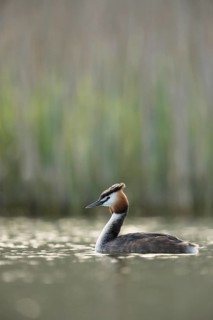 Great Crested Grebe (Podiceps cristatus), North Rhine-Westphalia, Germany