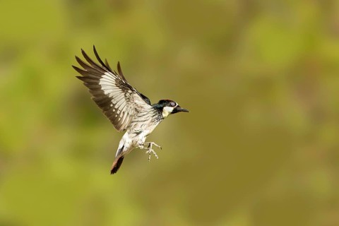 Acorn Woodpecker Melanerpes formicivorus Santa Rita Mountains, Santa Cruz County, Arizona, United