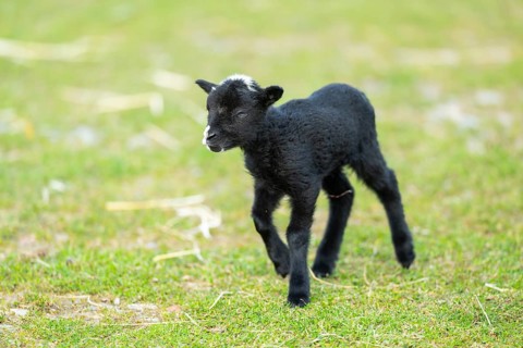 Domestic sheep (Ovis orientalis aries), lamb, with black fur standing on a meadow, Bavaria, Germany