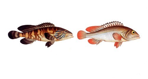 Fish, fish, left: Genus of groupers, Epinephelus brunes, the brown wall-eye. right: Genus of