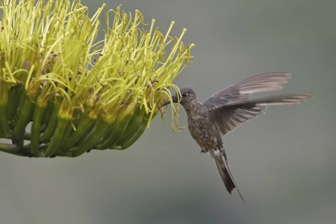 Giant Hummingbird (Patagona gigas), Ecuador