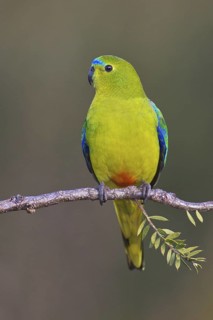 Orange-bellied Parrot (Neophema chrysogaster), Tasmania, Australia