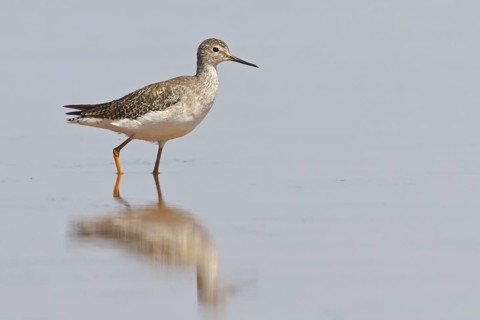 Lesser Yellowlegs (Tringa flavipes) in a wetland in Bolivia, South America
