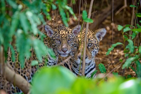 Two jaguars, one young observing the surroundings in hiding, surrounded by leaves, Jaguar (Panthera