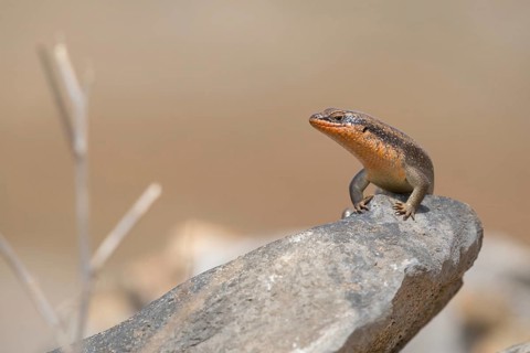 Short-necked skink, lizard, Sudan Mabuya, (Trachylepis brevicollis), Sudan Mabuya, lizard, reptile,