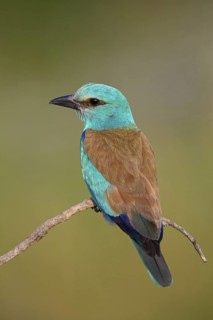 Roller, Almond Crow, (Coracias garrulus), animals, birds, raptors, raptor family, perch, biotope,