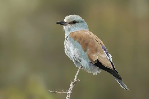 European Roller (Coracias garrulus), California, USA