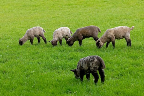 Lambs on pasture, Shottery, Stratford-upon-Avon, Warwickshire, England, Great Britain