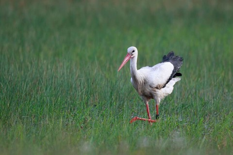 White Stork (Ciconia ciconia) male foraging, North Rhine-Westphalia, Germany