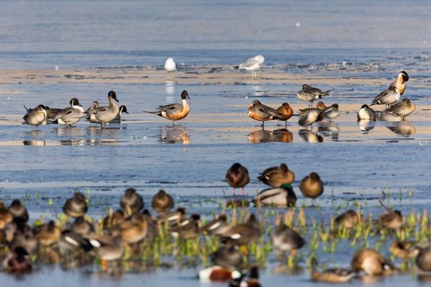 Pintails (Anas acuta), flock of birds resting on a frozen lake, island of Texel, Holland