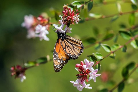 Monarch butterfly (Danaus plexippus) sitting on a flower, Madeira, Portugal