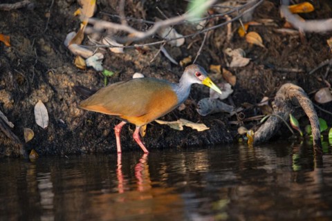 Grey-necked wood rail (Aramides cajanea) Pantanal Brazil