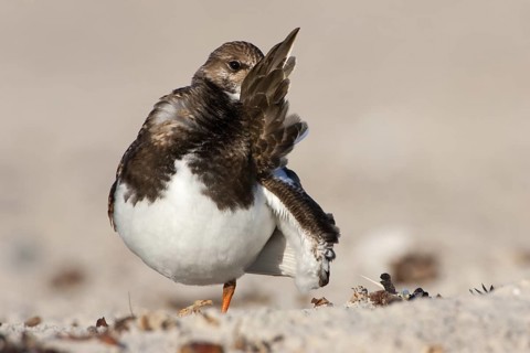 Ruddy Turnstone (Arenaria interpres), Schleswig-Holstein, Germany