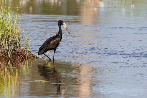 African Openbill (Anastomus lamelligerus) foraging, Chobe, Botswana