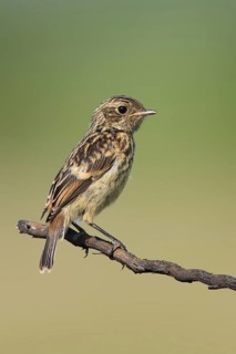 European Stonechat (Saxicola rubicola), Lake Neusiedl, Austria