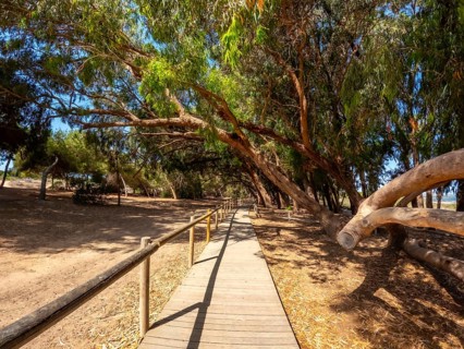 Scenic walkway meandering through a tunnel of trees, inviting exploration and tranquility within