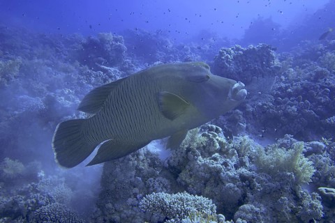 Napoleon wrasse (Cheilinus undulatus)