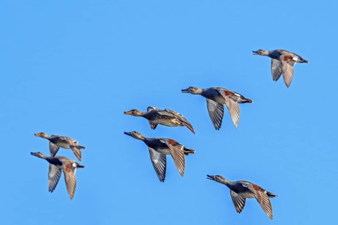 Flock of gadwalls (Mareca strepera, Anas strepera), group of males and females in flight against