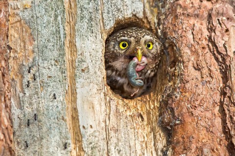 Eurasian Pygmy Owl (Glaucidium passerinum) female looking out of breeding cavity with food in beak,