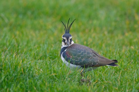 Northern Lapwing (Vanellus vanellus), Netherlands