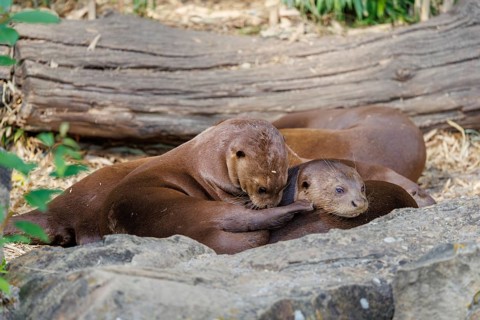 A pack of adult and juvenile giant otters or giant river otters (Pteronura brasiliensis) rest