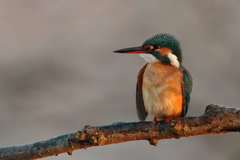 Common Kingfisher (Alcedo atthis) female, Utrecht, Netherlands