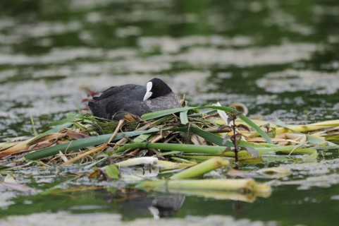 Common coot (Fulica atra) breeding on the nest, North Rhine-Westphalia, Germany