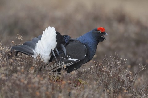 Black Grouse (Lyrurus tetrix) male, Sweden