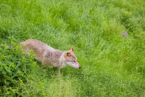 An adult male gray wolf (Canis lupus lupus) runs across a green meadow in hilly terrain