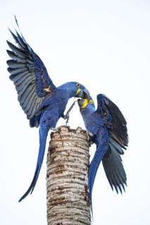 Hyacinth Macaw (Anodorhynchus hyacinthinus) Pantanal Brazil