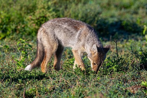 Side-striped Jackal (Canis adustus) Ndutu Aerea searching for termites Tanzania March