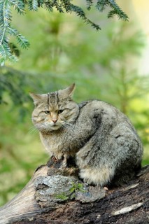 Wildcat sitting attentively on a tree trunk in the forest, Wildcat (Felis silvestris), Bavarian