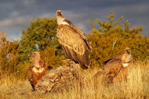Griffon vulture (Gyps fulvus), on the feeding ground in the Pyrenees, Catalonia, Spain