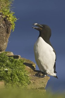 Razorbill (Alca torda), Iceland