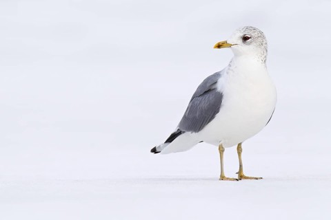 Mew Gull (Larus canus), Berlin, Germany
