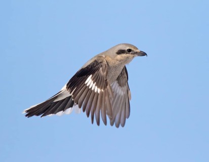 Northern Shrike, Lanius excubitor, hovers over a field in Saskatoon, Saskatchewan in winter