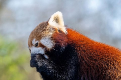 Western Red panda, Red panda (Ailurus fulgens), portrait, occurring in South Asia, captive