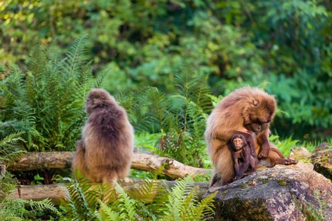 One female Gelada (Theropithecus gelada), or bleeding-heart monkey sits on a rock grooming her baby