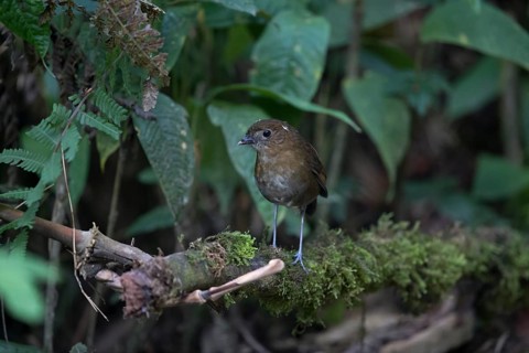 Brown-banded Antpitta (Grallaria milleri) perched on a mossy branch on ground, Rio Blanco Nature