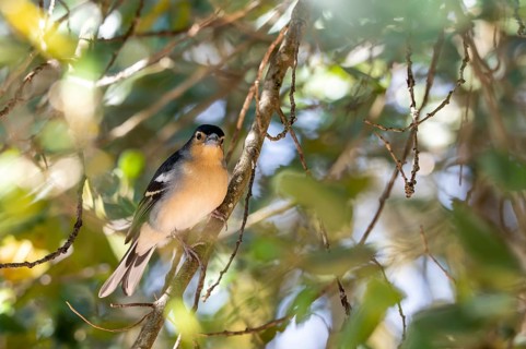 Chaffinch (Fringilla coelebs) on branch, La Gomera, Canary Islands, Spain